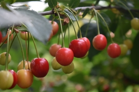 健康有机大红樱桃摄影图片